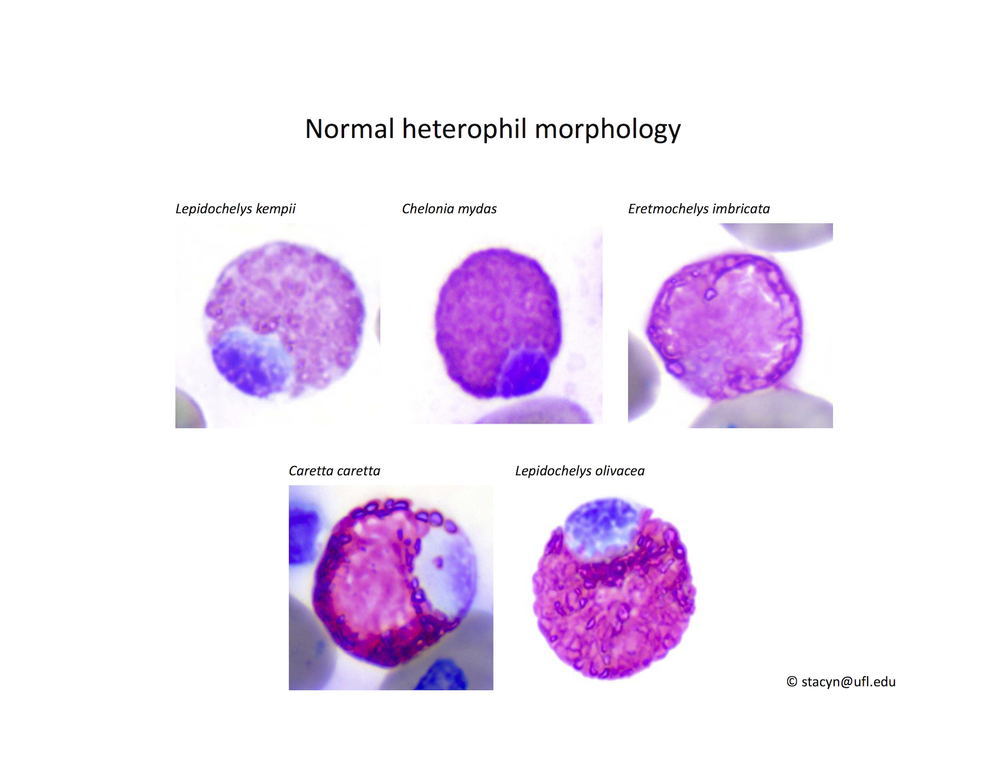 Fig.5Heterophils