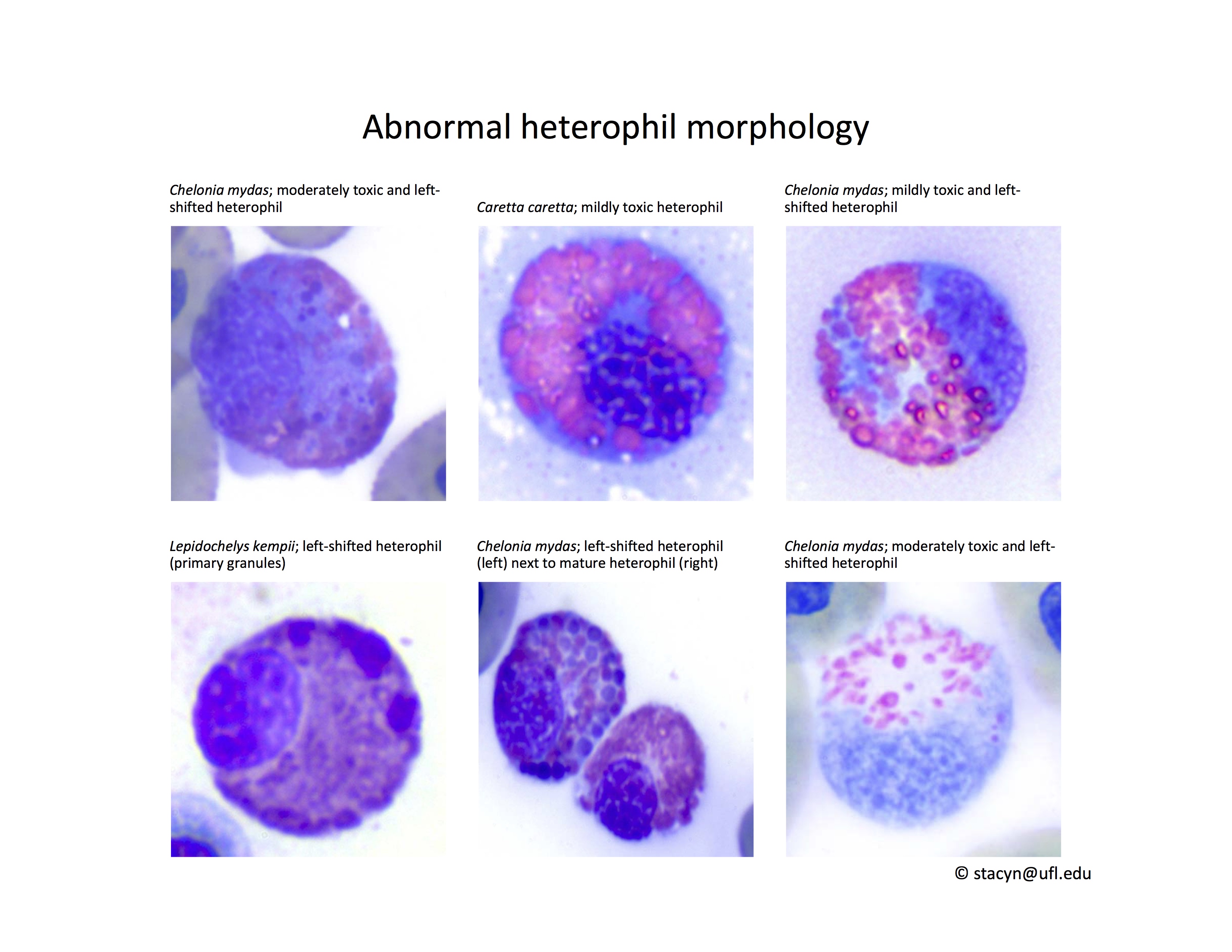 Fig.6AbHeterophils